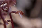 Spring coralroot